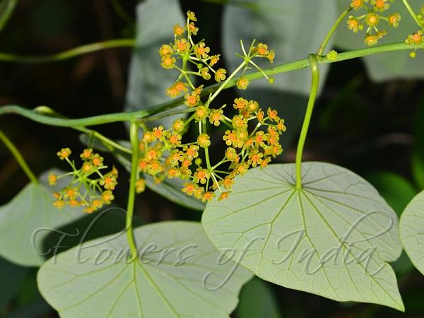 East-Himalayan Tape Vine